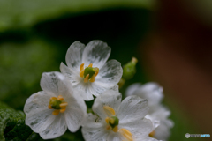 透明花