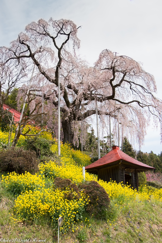 大聖寺の紅しだれ桜