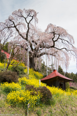 大聖寺の紅しだれ桜