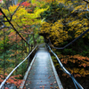 紅葉広がる吊橋