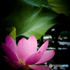 lotus
