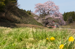 桜に誘われて!