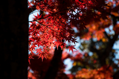土津神社の紅葉Ⅱ