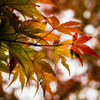 紅葉