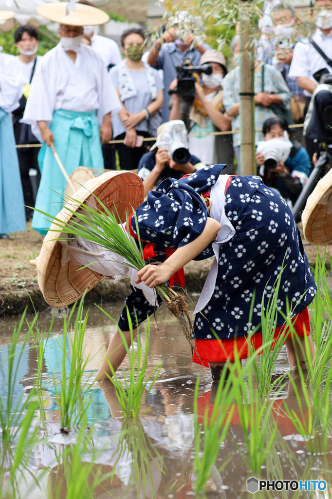 御田植祭