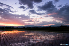 染まる雲