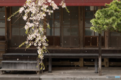 桜吹雪Ⅰ