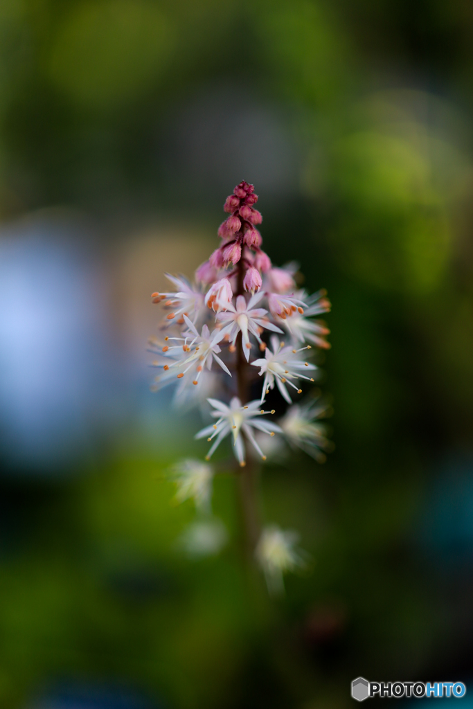 華花