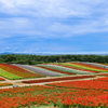 カラフルお花畑