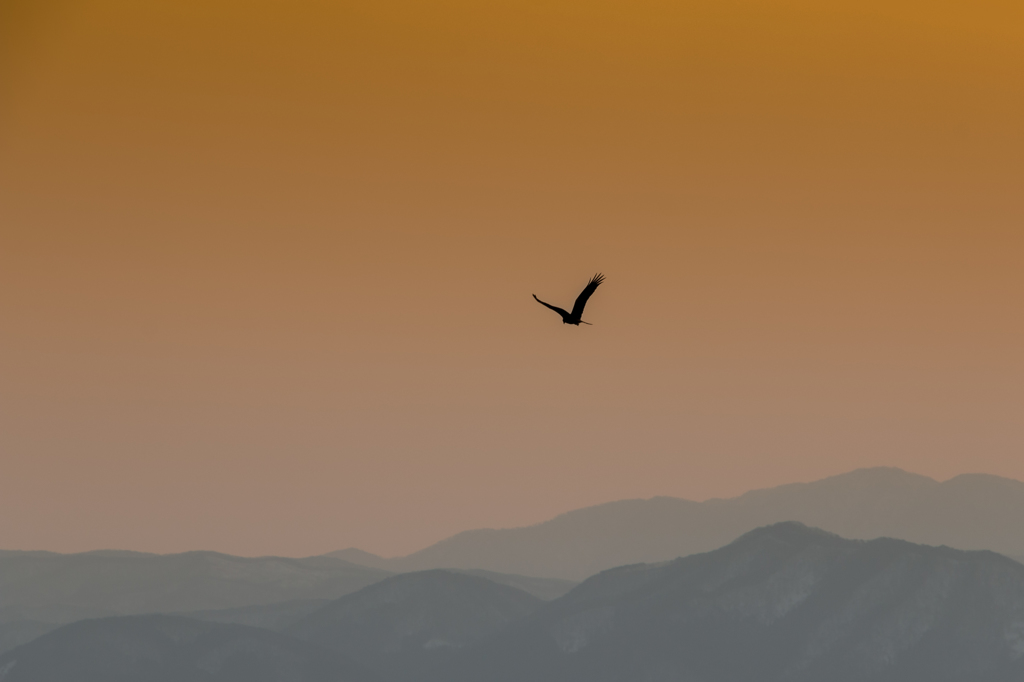 wing