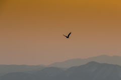wing