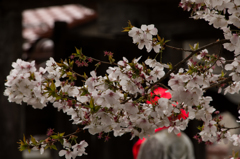 今年初の桜^^