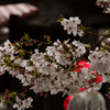 今年初の桜^^