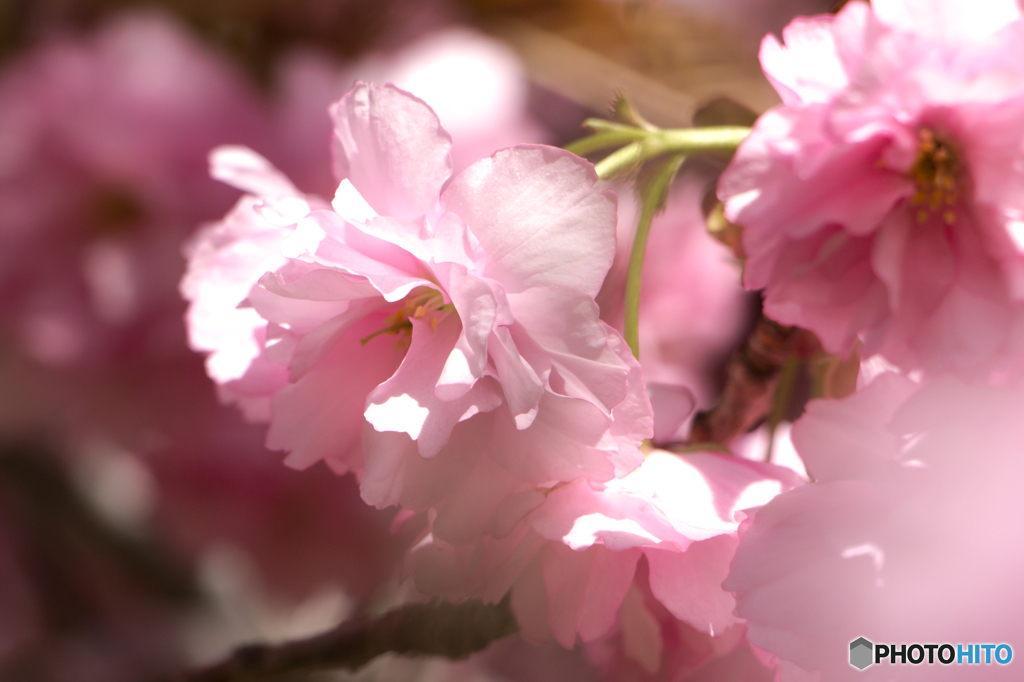 double cherry blossoms
