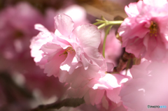 double cherry blossoms