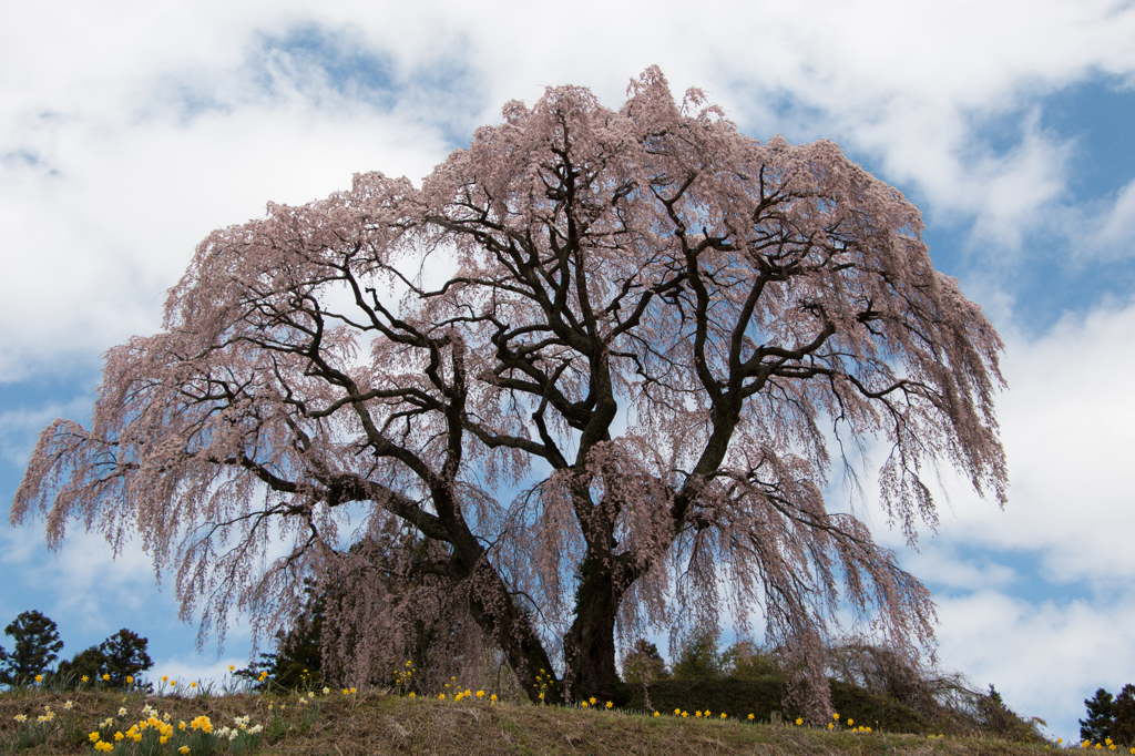 芹ケ沢桜