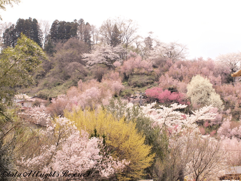 花見山