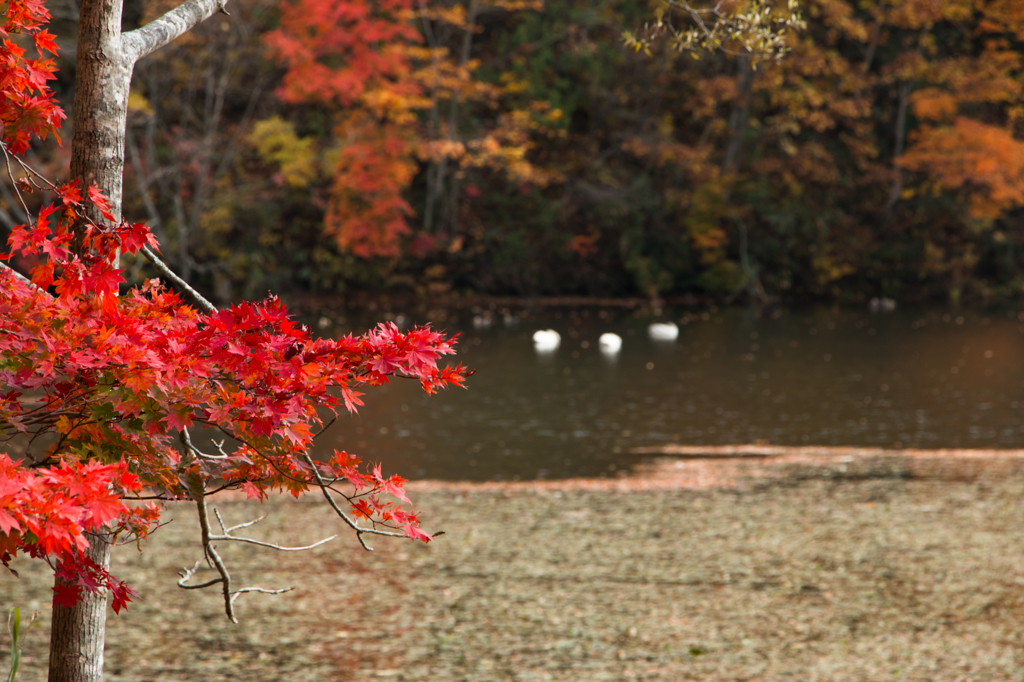 Red Momiji