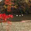 Red Momiji