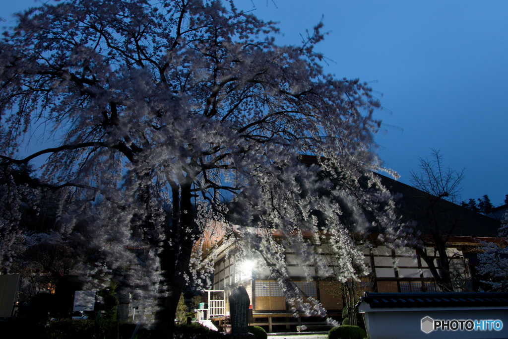 揺桜
