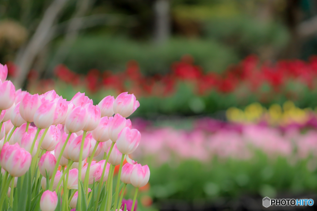 ウィンターチューリップ