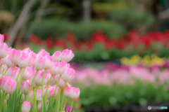 ウィンターチューリップ