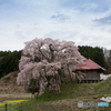 満開のしだれ桜