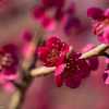 愛らしいume