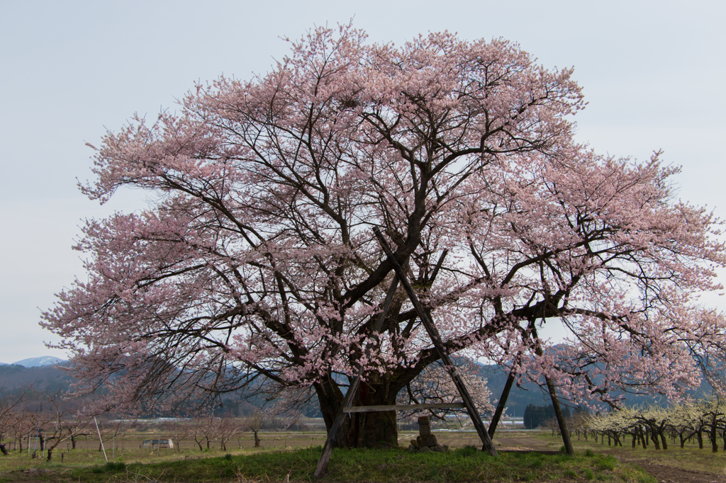 馬ノ墓の種蒔桜