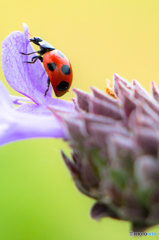 lady beetle