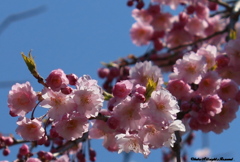 開成山公園の桜