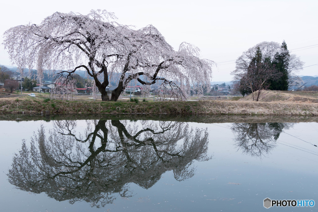 花園しだれ桜