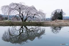 花園しだれ桜