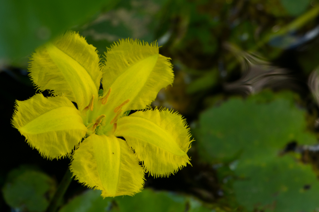 lemon yellow