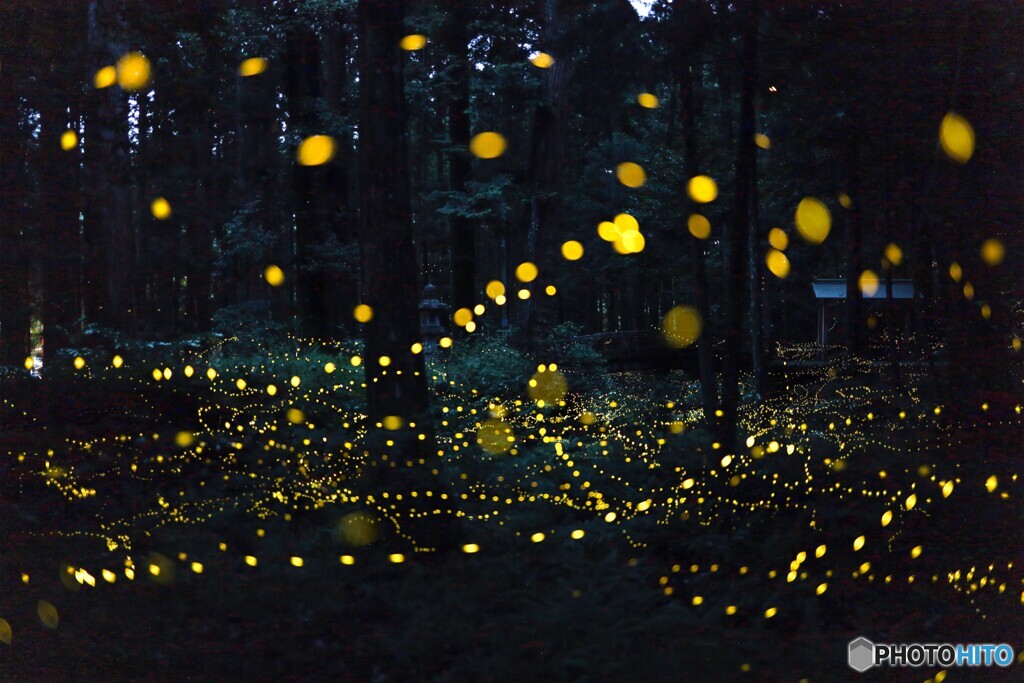 ひと夜の光