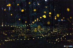 ひと夜の光