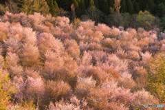 光り輝く桜峠