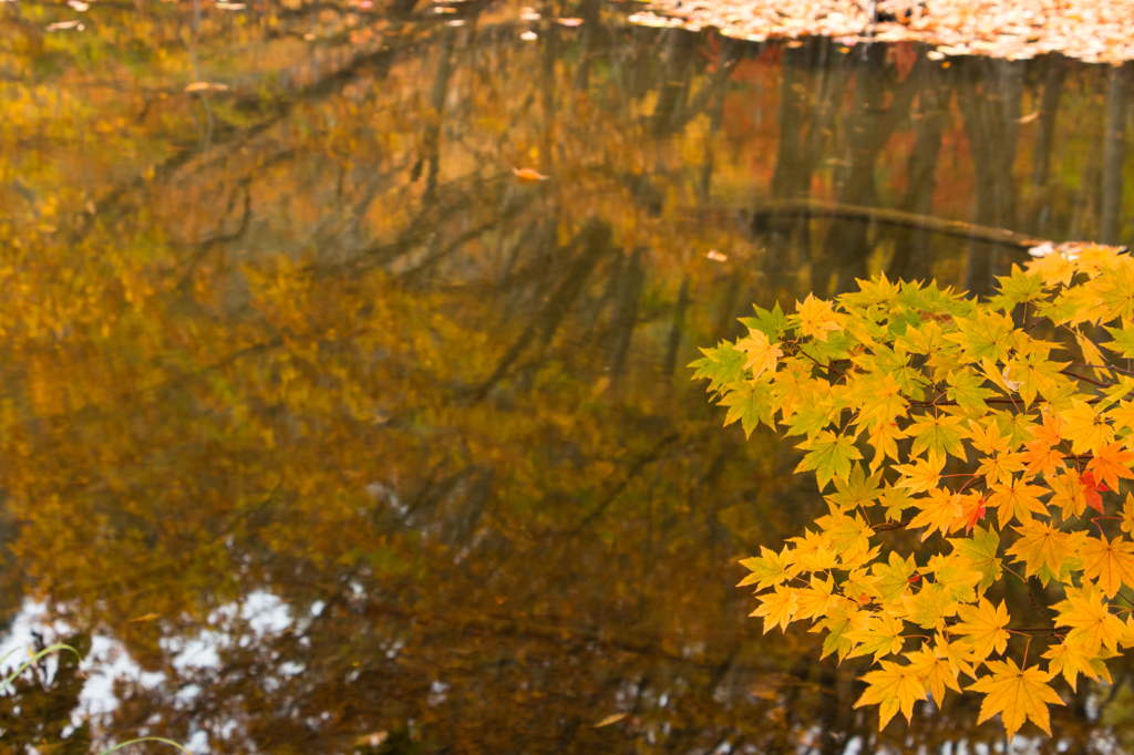 Yellow Momiji