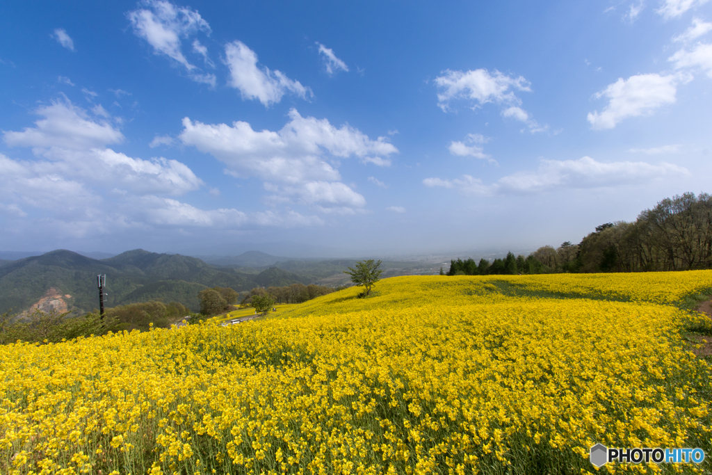 満開の菜の花畑