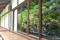 紫陽花映す窓の声