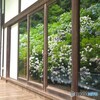 紫陽花映す窓の声