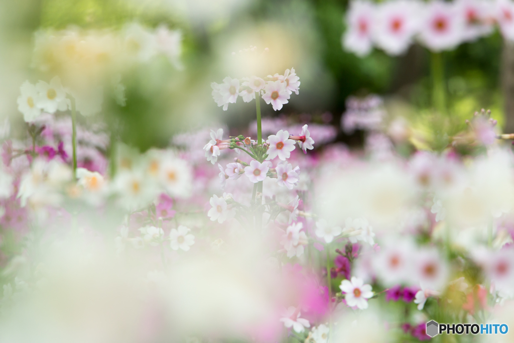 お花畑