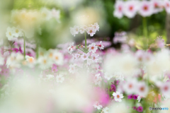 お花畑