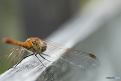 フリーズしてます