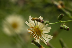 白花ジシバリかな?