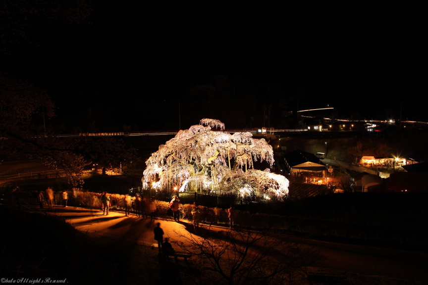 三春滝桜ライトアップ