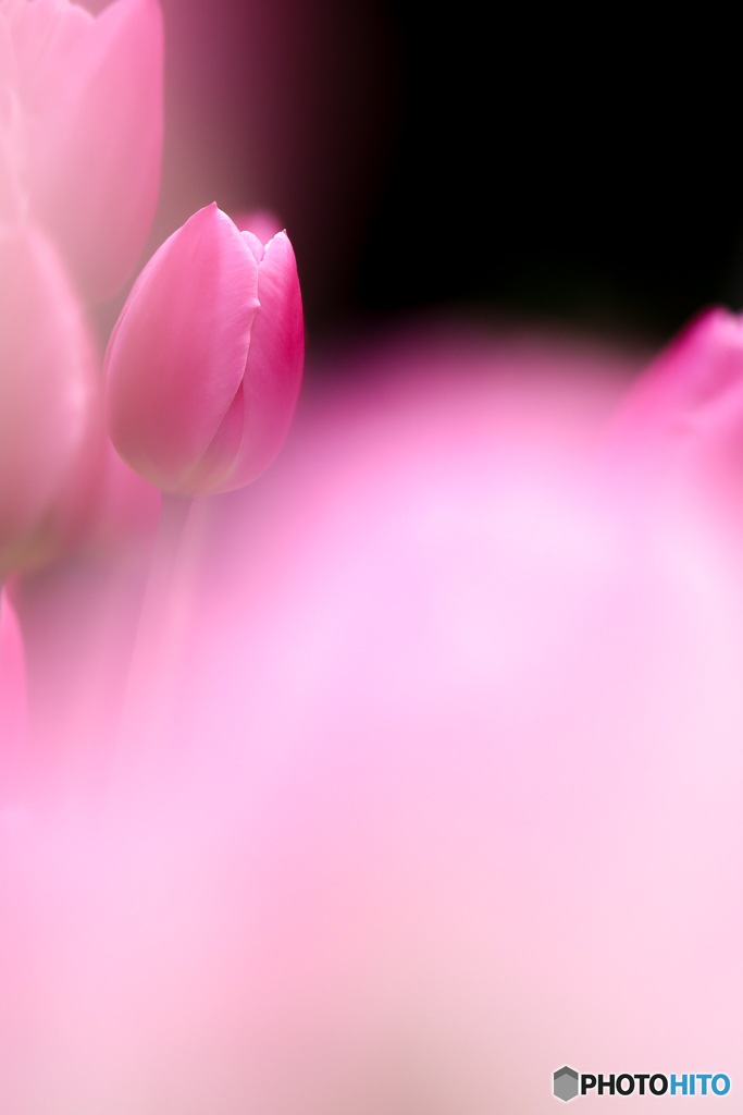 魅惑のチューリップ