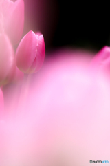 魅惑のチューリップ