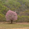 桧原の一本桜