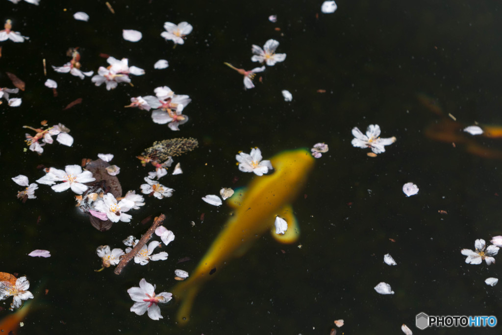 散り桜の下で・・・